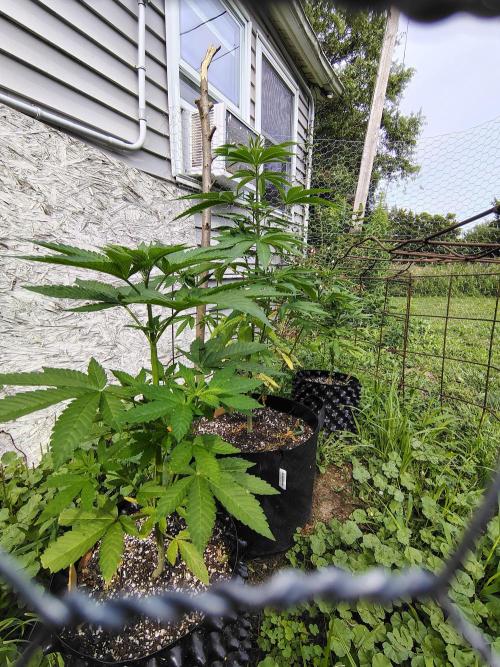 3 outdoors, mutant auto included!. Week 7 - Height comparison. Dark passenger closest, then garlic, auto last