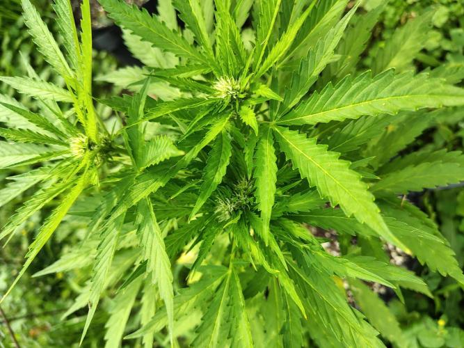 3 outdoors, mutant auto included!. Week 7 - Autoflower mutant. Naturally grew into 3 tops