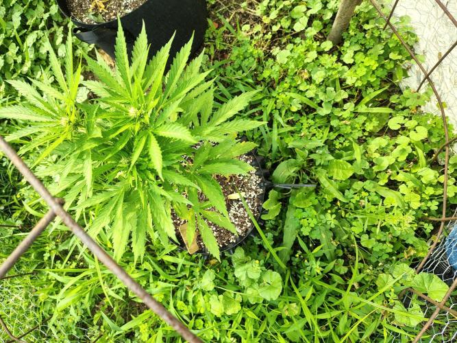 3 outdoors, mutant auto included!. Week 7 - Another shot of the autoflower
Lilac x Banana Diesel 