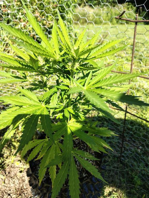 3 outdoors, mutant auto included!. Week 7 - Better shot of the auto in flowering.