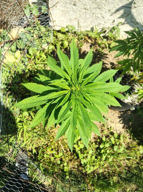 3 outdoors, mutant auto included!. Week 8 - Dark passenger