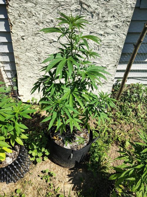3 outdoors, mutant auto included!. Week 8 - Garlic Fever