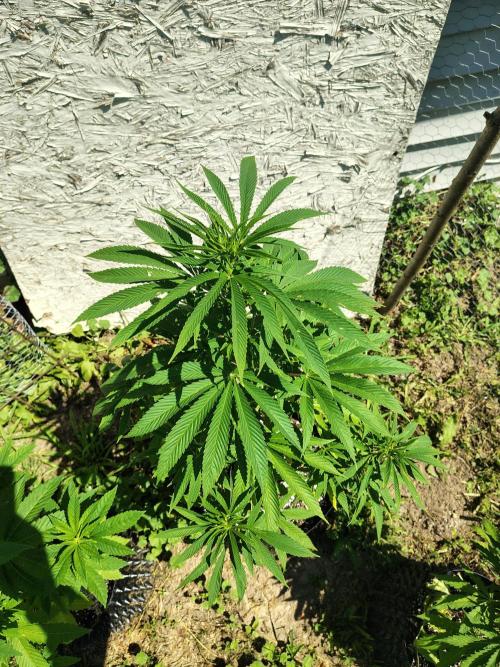 3 outdoors, mutant auto included!. Week 8 - Garlic Fever