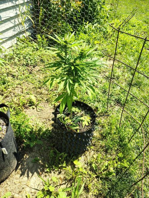 3 outdoors, mutant auto included!. Week 8 - Lilac diesel autoflower mutant!