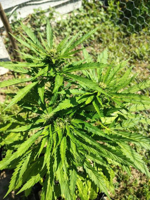 3 outdoors, mutant auto included!. Week 8 - Bud sites are looking nice!