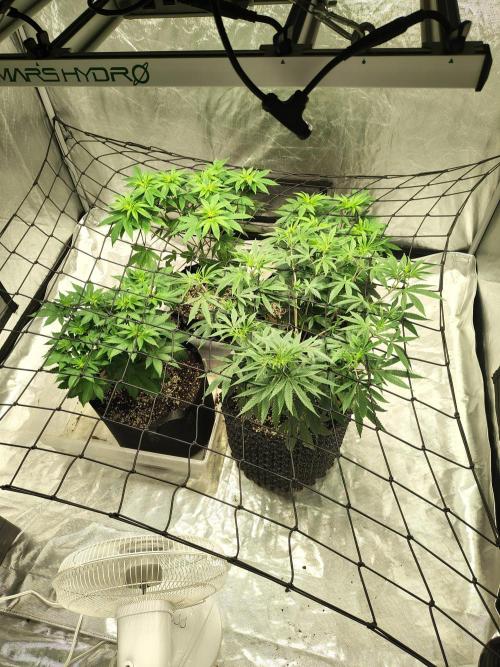 4 plant indoor. Week 8 - Scrog net added in