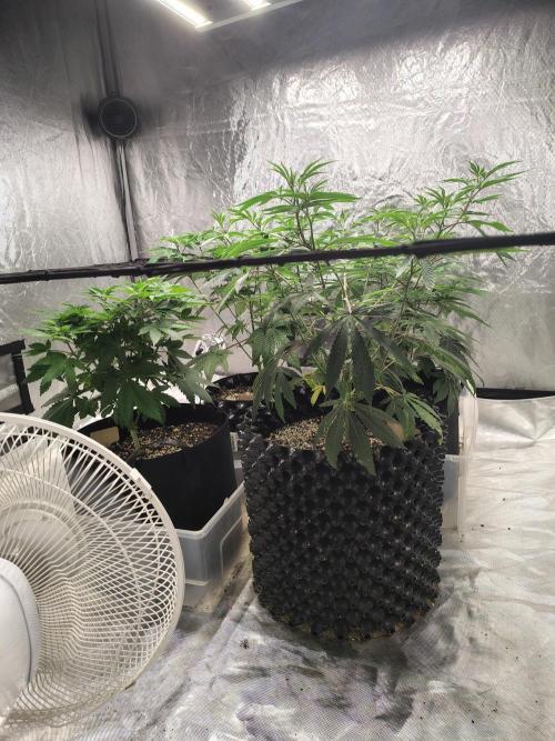 4 plant indoor. Week 8 - Letting the canopy's even out before I defoliate the lowers here