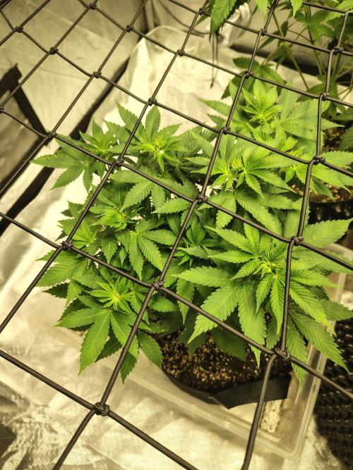 4 plant indoor. Week 8 - Blood Diamond OG, hasn't hit stretch yet