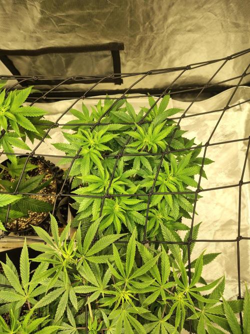 4 plant indoor. Week 8 - Turning point