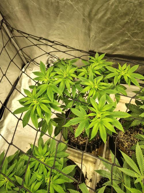 4 plant indoor. Week 8 - Dark passenger