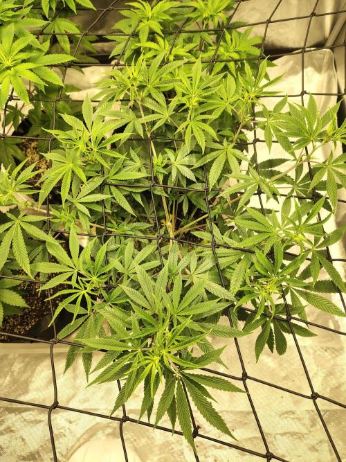 4 plant indoor. Week 8 - Garlic fever