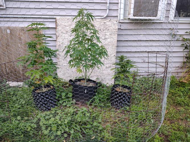3 outdoors, mutant auto included!. Week 9 - Dark passenger left, garlic fever middle, lilac diesel auto right
