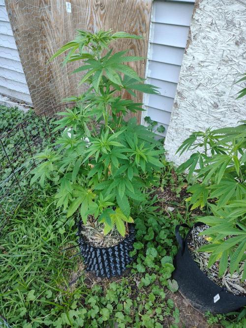 3 outdoors, mutant auto included!. Week 9 - Dark Passenger