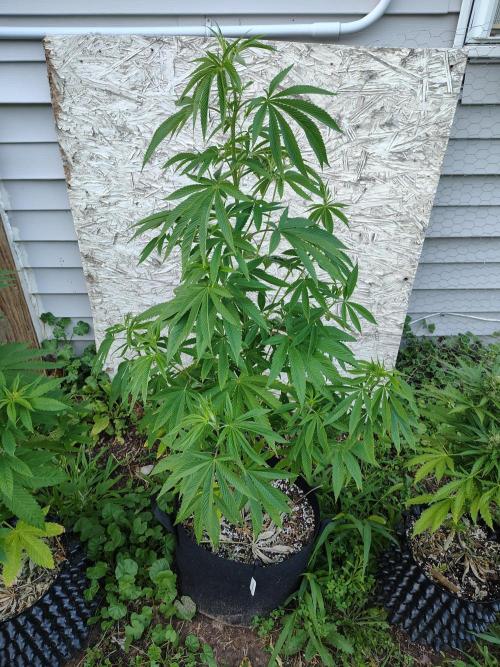 3 outdoors, mutant auto included!. Week 9 - Garlic Fever