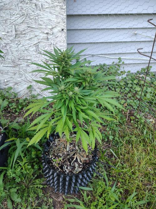 3 outdoors, mutant auto included!. Week 9 - Lilac x banana diesel