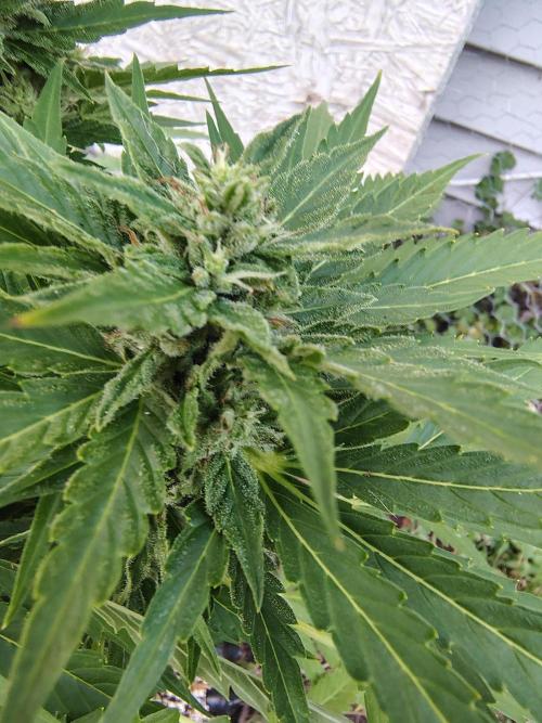 3 outdoors, mutant auto included!. Week 9 - Auto buds