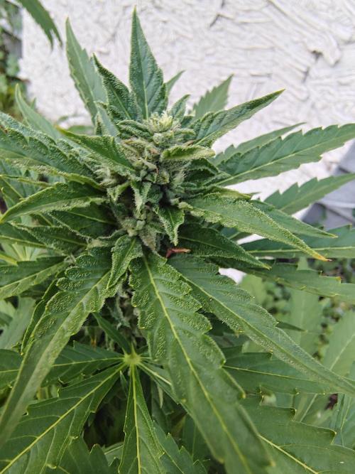 3 outdoors, mutant auto included!. Week 9