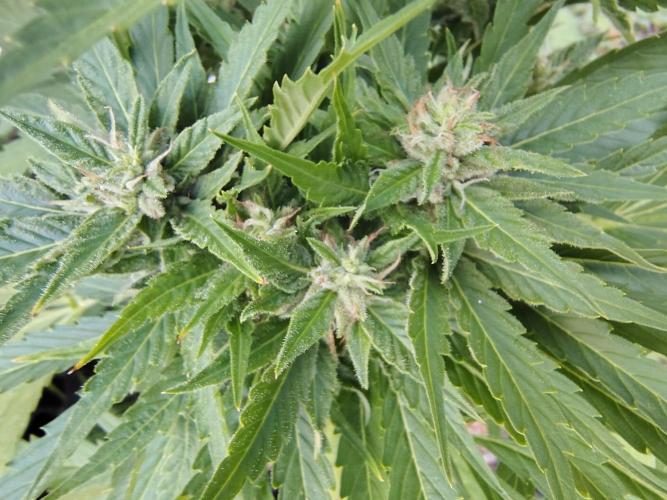 3 outdoors, mutant auto included!. Week 9 - 3 point top, polyploid?