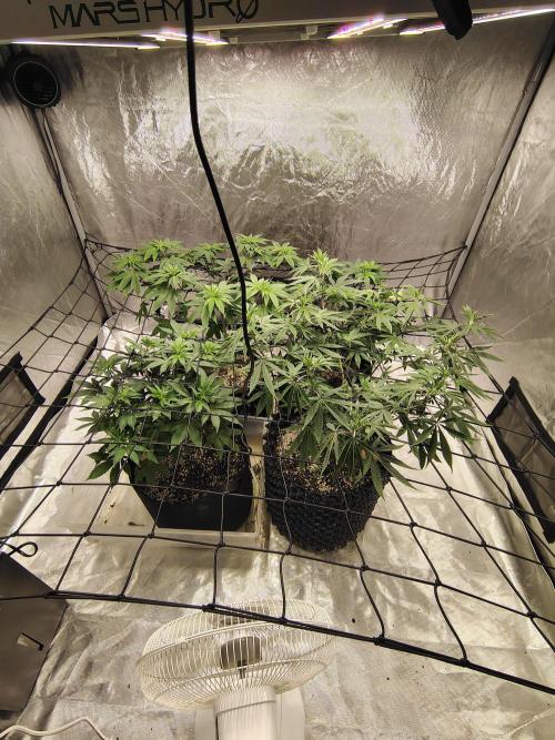 4 plant indoor. Week 9 - Might have to make some more room soon!