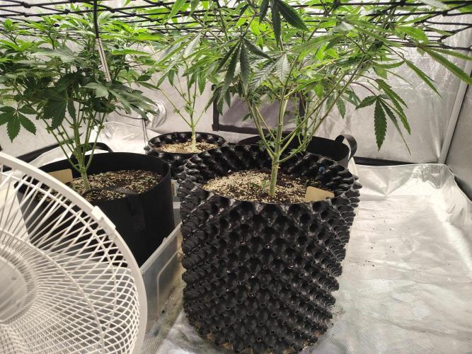 4 plant indoor. Week 9 - Defoliated under the net