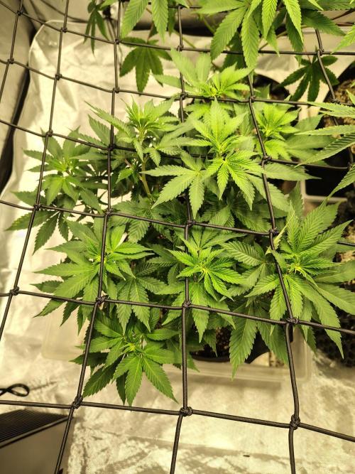 4 plant indoor. Week 9 - Blood Diamond, just starting to hit the net 