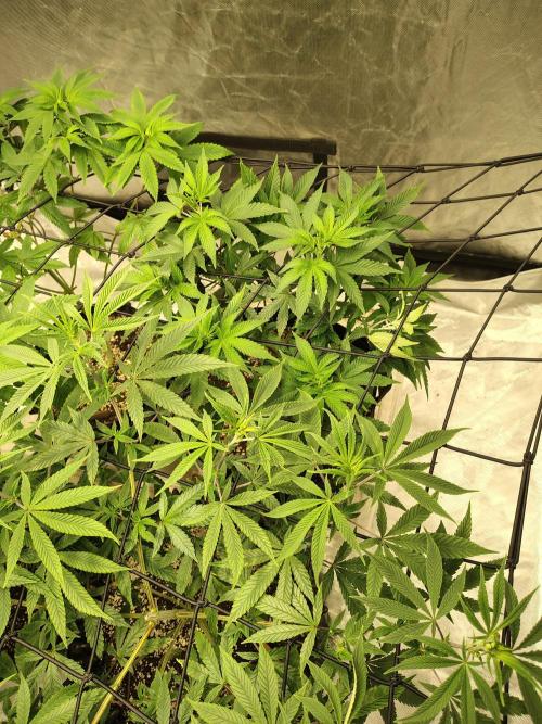 4 plant indoor. Week 9 - Turning point