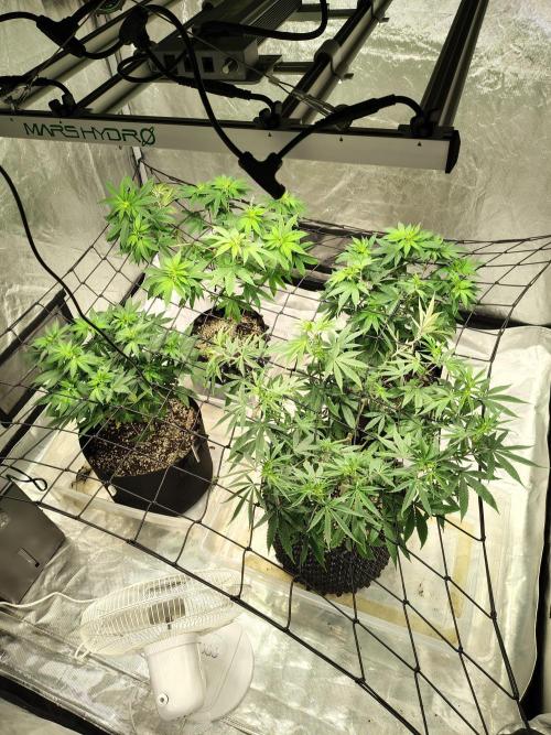 4 plant indoor. Week 9 - Update: lifted the net and moved the plants further apart before getting tangled