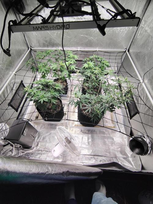 4 plant indoor. Week 10 - The plants have much more room after a rearranging and net stretch.
