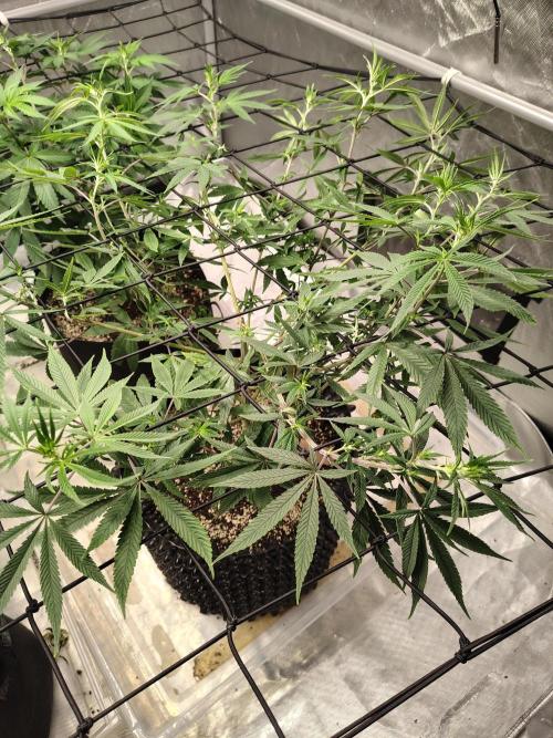 4 plant indoor. Week 10 - Garlic Fever, super lanky!