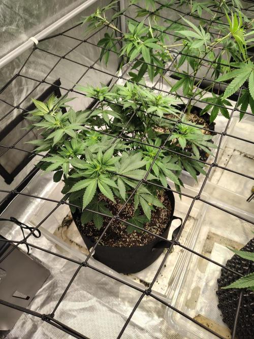 4 plant indoor. Week 10 - Blood diamond og