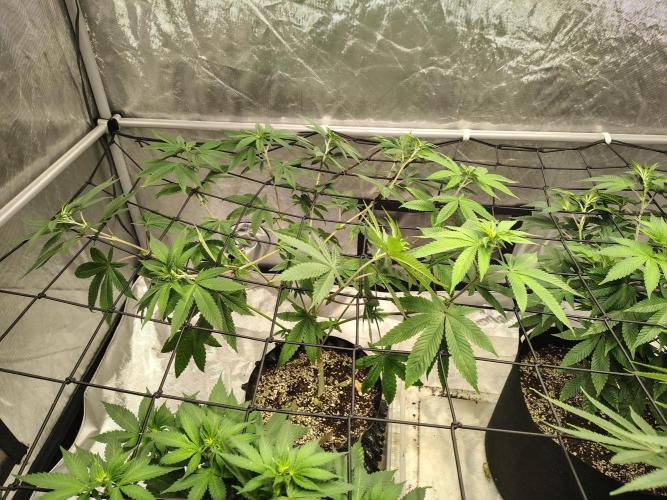 4 plant indoor. Week 10 - Dark passenger