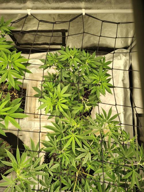 4 plant indoor. Week 10 - Turning point