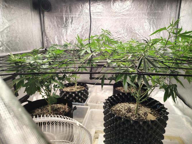 4 plant indoor. Week 10 - Side canopy shot