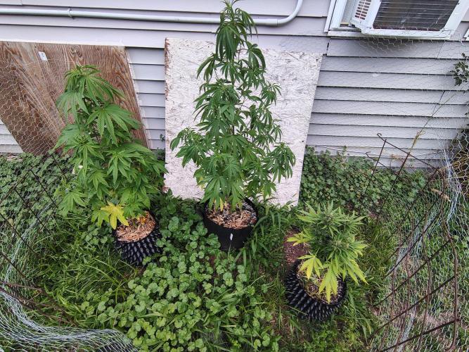 3 outdoors, mutant auto included!. Week 10