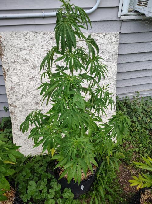 3 outdoors, mutant auto included!. Week 10 - Garlic Fever