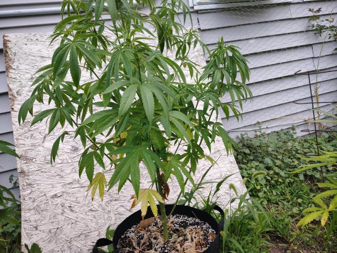 3 outdoors, mutant auto included!. Week 10 - Lower Garlic Fever shot