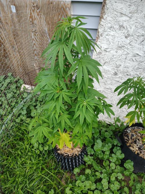 3 outdoors, mutant auto included!. Week 10 - Dark Passenger