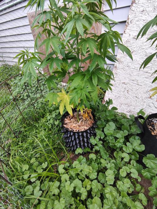 3 outdoors, mutant auto included!. Week 10 - Lower shot of Dark passenger