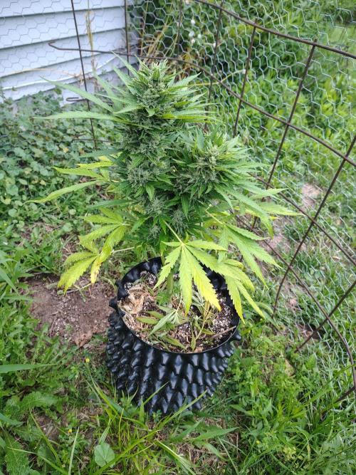 3 outdoors, mutant auto included!. Week 10 - Autoflower mutant! So fun to watch this grow