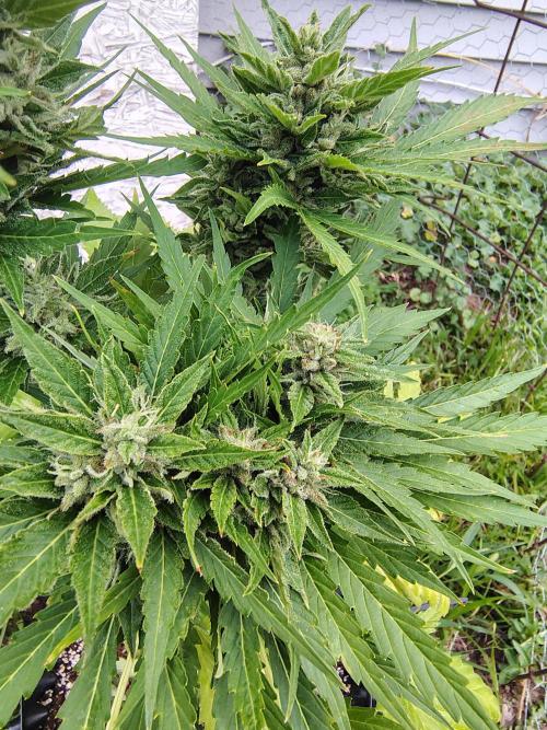 3 outdoors, mutant auto included!. Week 10 - 3 budsites on 1 cola