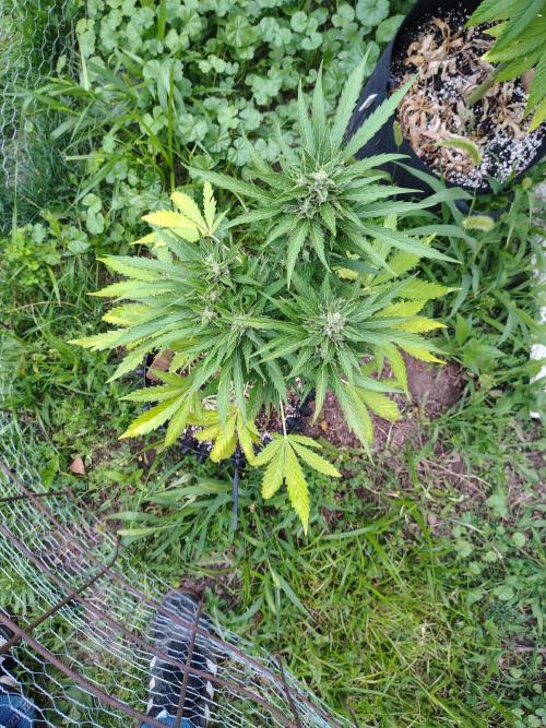 3 outdoors, mutant auto included!. Week 10 - The plants soil has been pretty low, going to flush soon and re add bloom nutes