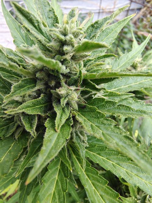 3 outdoors, mutant auto included!. Week 10 - Beautiful sugary buds!