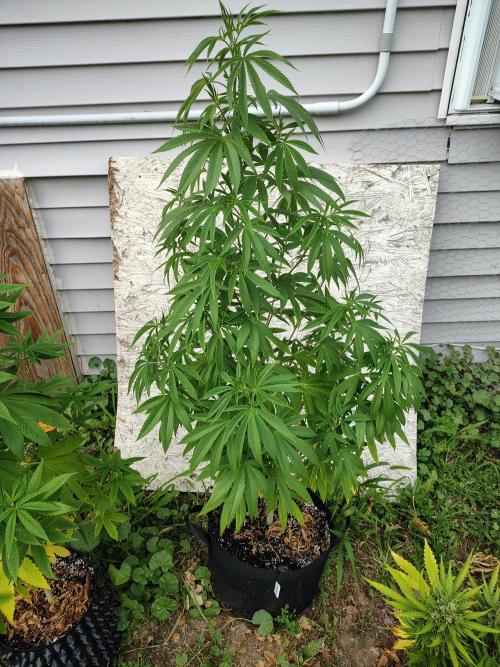3 outdoors, mutant auto included!. Week 11 - Garlic Fever