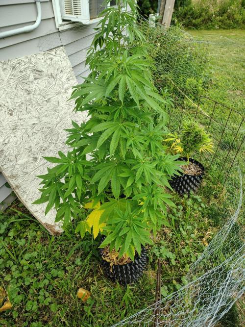 3 outdoors, mutant auto included!. Week 11 - Dark passenger