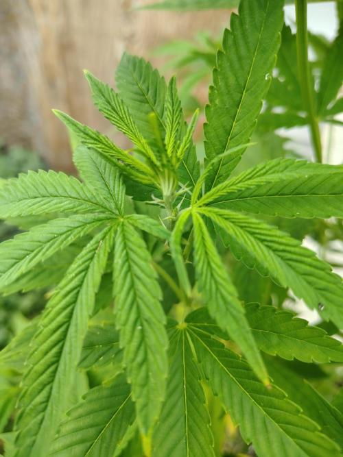 3 outdoors, mutant auto included!. Week 11 - Flowering site in dark passenger