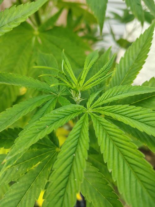 3 outdoors, mutant auto included!. Week 11