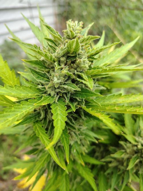 3 outdoors, mutant auto included!. Week 11 - Buds are getting thick!