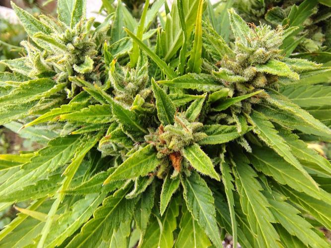 3 outdoors, mutant auto included!. Week 11 - The mutant cola with 3 bud sites connected