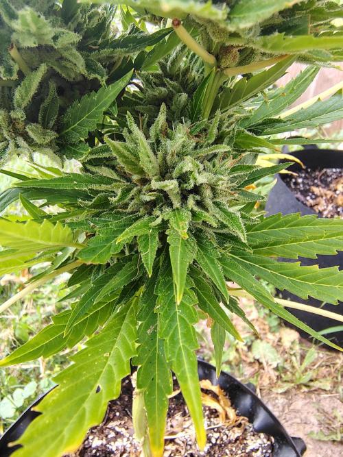 3 outdoors, mutant auto included!. Week 11 - Even the low nugs are looking extra frosty!