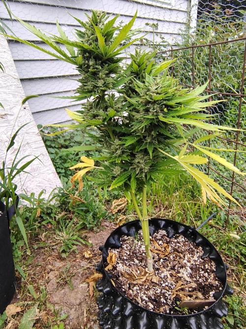 3 outdoors, mutant auto included!. Week 11 - What a fun plant to grow lol